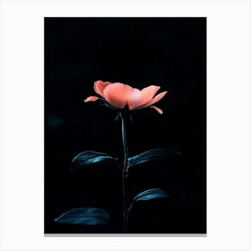 Dark Rose 167 Canvas Print