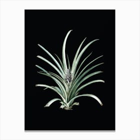 Vintage Pineapple Botanical Illustration on Solid Black n.0276 Canvas Print