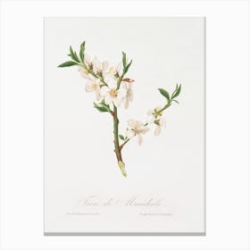 Almond Tree Flower (Prunus Dulcis) From Pomona Italiana (1817 - 1839), Giorgio Gallesio Canvas Print