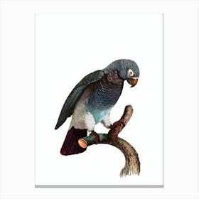 Vintage African Grey Parrot Bird Illustration on Pure White Canvas Print