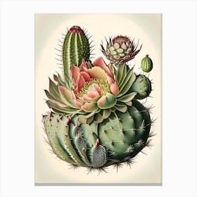 Cactus Flower 3 Floral Botanical Vintage Poster Flower Canvas Print