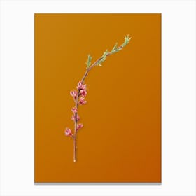 Vintage Peach Blossom Botanical on Sunset Orange n.0132 Canvas Print