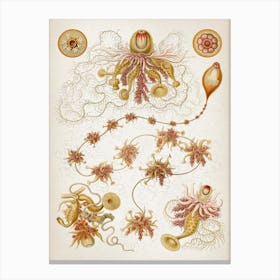 Vintage Haeckel 4 Tafel 7 Staatsquallen Canvas Print