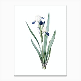 Vintage Tall Bearded Iris Botanical Illustration on Pure White n.0804 Canvas Print