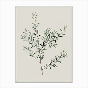 Floral Minimalist Botanical Wall Art Print Canvas Print