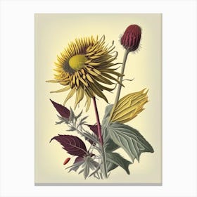 Elecampane Spices And Herbs Retro Drawing 3 Canvas Print