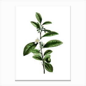 Vintage Tea Tree Botanical Illustration on Pure White n.0720 Canvas Print