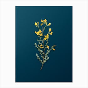 Vintage Adenocarpus Botanical Art on Teal Blue n.0689 Canvas Print