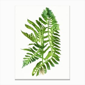 Northern Lady Fern Wildflower Watercolour 1 Canvas Print