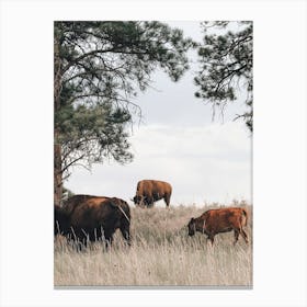 Bison On Hillside Canvas Print