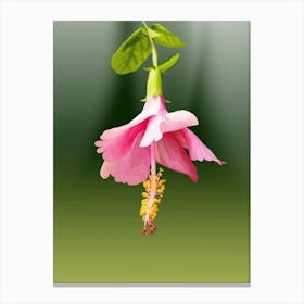 Hibiscus Flower Canvas Print