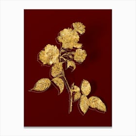 Vintage Red Cabbage Rose in Bloom Botanical in Gold on Red n.0571 Canvas Print