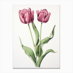 Tulips Flower Vintage Botanical 1 Canvas Print