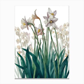 Daffodils 5 Canvas Print