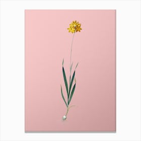Vintage Orange Ixia Botanical on Soft Pink Canvas Print