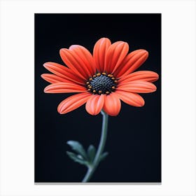 Gerbera Daisy 17 Canvas Print