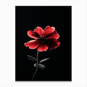 Red Flower On Black Background 3 Canvas Print