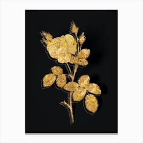 Vintage White Misty Rose Botanical in Gold on Black n.0393 Canvas Print