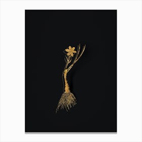 Vintage Snowdon Lily Botanical in Gold on Black n.0211 Canvas Print