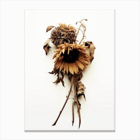 Dead Sunflowers Canvas Print