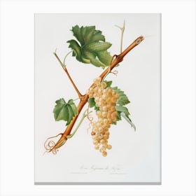 Vermentino Grapes (Vitis Ligustica Feracissima) From Pomona Italiana (1817 1839), Giorgio Gallesio Canvas Print