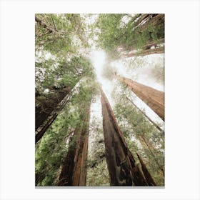 Redwood Forest Sky - National Park Canvas Print