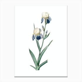Vintage Elder Scented Iris Botanical Illustration on Pure White n.0433 Canvas Print