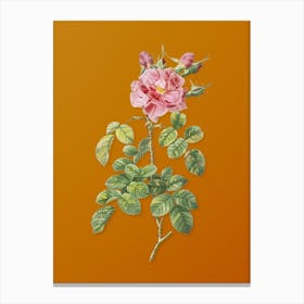 Vintage Four Seasons Rose in Bloom Botanical on Sunset Orange n.0363 Canvas Print
