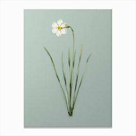 Vintage Narcissus Poeticus Botanical Art on Mint Green n.0122 Canvas Print