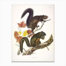 Long Haired Squirrel, John James Audubon Canvas Print
