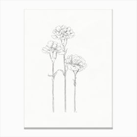 Carnations Sketch Canvas Print