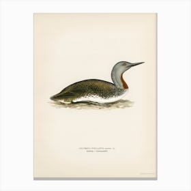 Red Throated Loon, The Von Wright Brothers Canvas Print