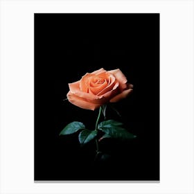 Rose On Black Background 12 Canvas Print