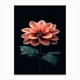 Dahlia 22 Canvas Print