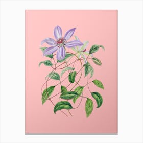 Vintage Violet Clematis Flower Botanical on Soft Pink n.0269 Canvas Print