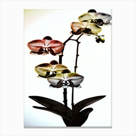 Orchids Canvas Print