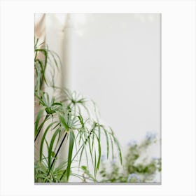 Tropical Houseplant Canvas Print