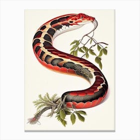 Western Coral Snake 1 Vintage Canvas Print