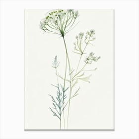 Angelica Herb Minimalist Watercolour Canvas Print