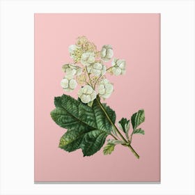 Vintage Oakleaf Hydrangea Botanical on Soft Pink n.0754 Canvas Print