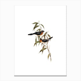 Vintage Black Fronted Flycatcher Bird Illustration on Pure White n.0390 Canvas Print