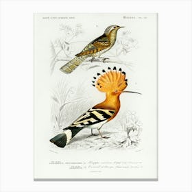 Different Type Of Birds, Charles Dessalines D'Orbigny Canvas Print