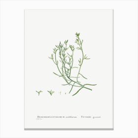Mesembryanthemum Nodiflorum, Pierre Joseph Redoute 1 Canvas Print
