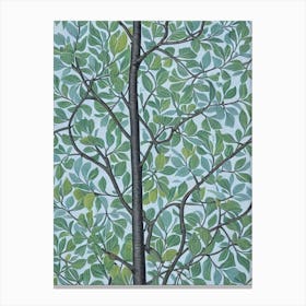 Quaking 2 Aspen tree Vintage Botanical Canvas Print