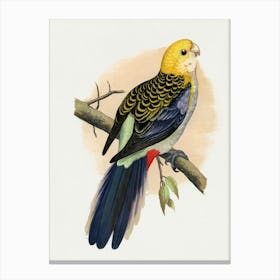 Cockatoo 5 Canvas Print