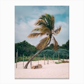 Palm Tree On A Caribbean Beach Canvas Print