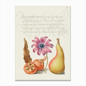 Medlar, Poppy Anemone, And Pear From Mira Calligraphiae Monumenta, Joris Hoefnagel Canvas Print