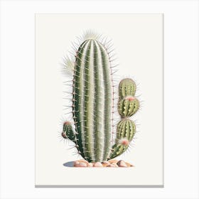Stenocactus Cactus Marker Art 2 Canvas Print