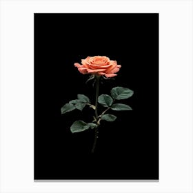 Single Rose On Black Background 33 Canvas Print