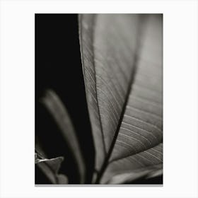 Black And White Leaf Canvas Print